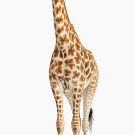 Giraffe standing on a white background